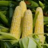 New Method Tackles Cancer Risk in Corn