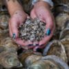 Growing oysters and an industry in the Delaware, Rehoboth Bays