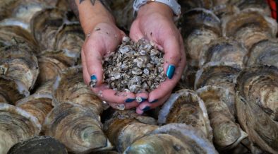 Growing oysters and an industry in the Delaware, Rehoboth Bays