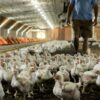 Chicken growers, farmers advised to monitor reassessments