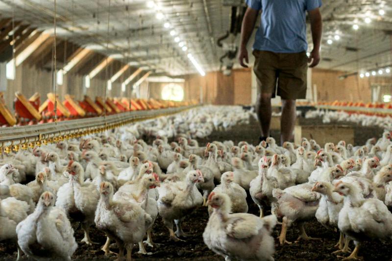 Chicken growers, farmers advised to monitor reassessments