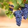 Grape a Day Keeps Muscle Loss Away